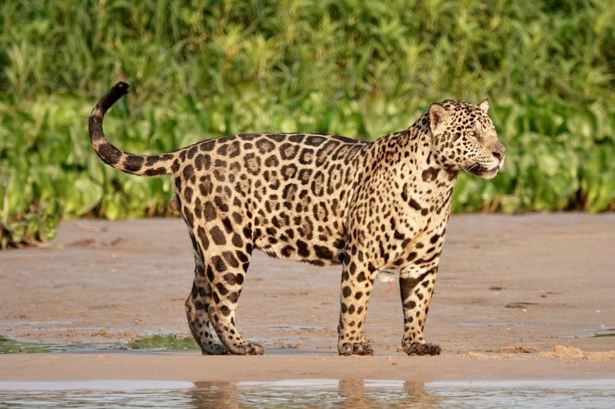 Un jaguar escapa de su jaula en un bioparque en Santa Cruz y deja al menos un fallecido