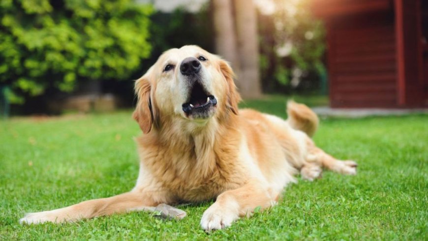 Anuncian una exposición canina de pura raza en Tarija con premios y servicios veterinarios