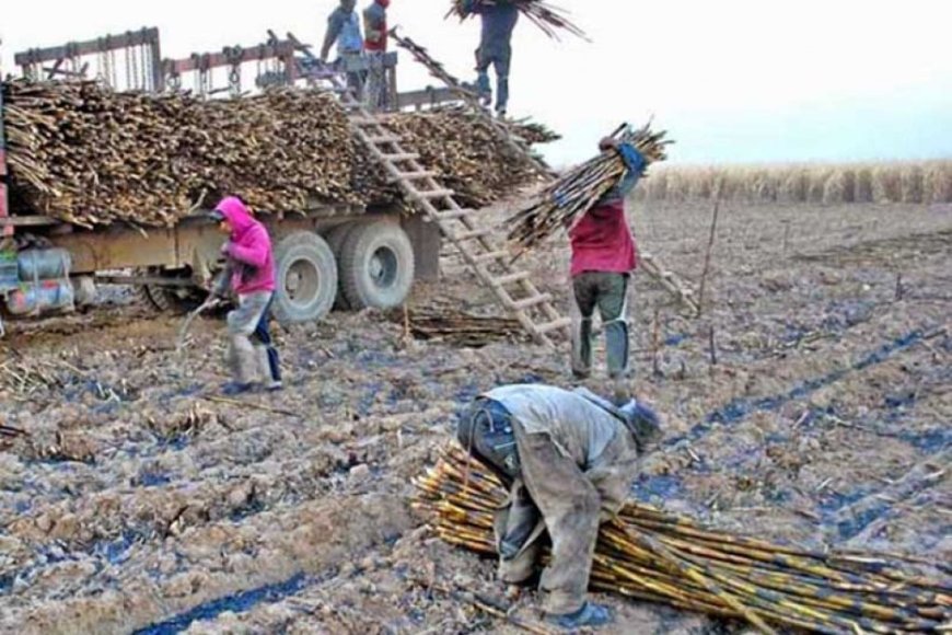 Tarija: Crisis en la zafra de Bermejo por escasez de diésel