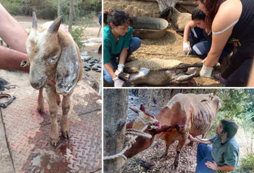 Brigadas de veterinarios voluntarios refuerzan rescate y atención de animales silvestre afectados por incendios