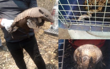 Rescatan 640 animales silvestres de los incendios forestales en Santa Cruz y Beni