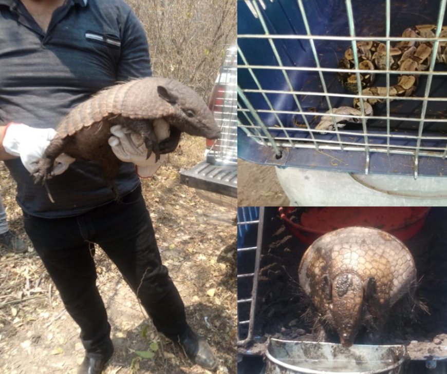 Rescatan 640 animales silvestres de los incendios forestales en Santa Cruz y Beni