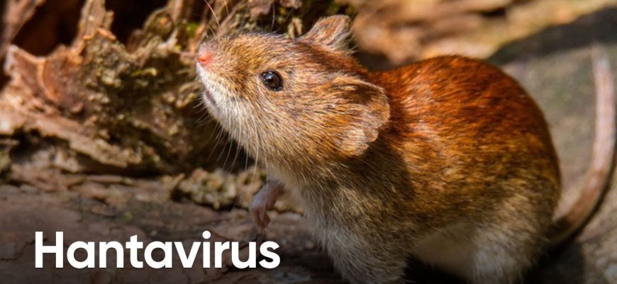 Salud en alerta debido a casos de hantavirus y hepatitis