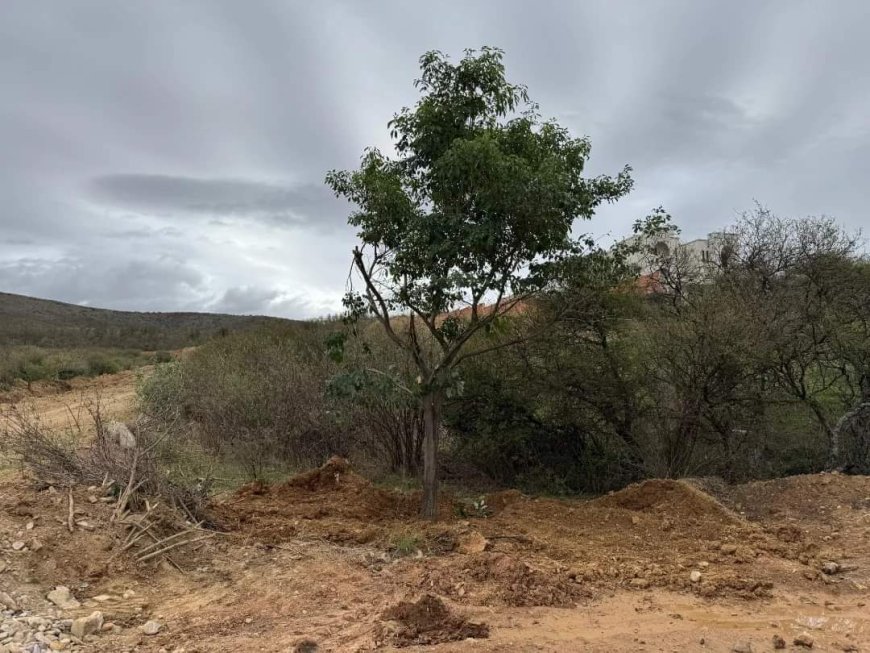 Cuidado de las áreas verdes en Tarija