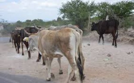 Muchos comunarios piden justicia comunitaria para persona que robaba ganado en Tolomosa