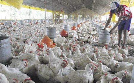 Las avícolas de Tarija afirman que harán respetar el precio del pollo
