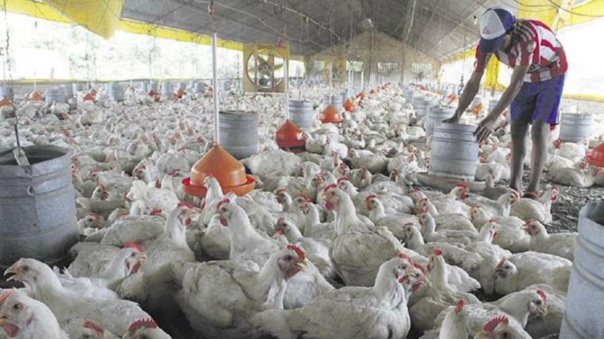 Las avícolas de Tarija afirman que harán respetar el precio del pollo