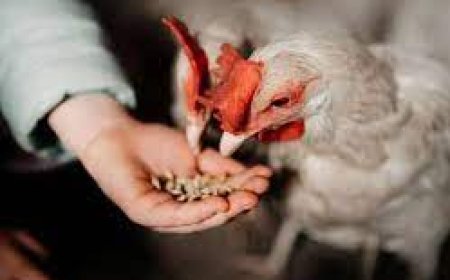 Reunión entre el Gobierno y avicultores ingresa en cuarto intermedio