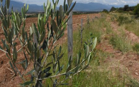 Alcaldía de Tarija entregará 10 mil plantines de olivo en beneficio de las familias del área rural