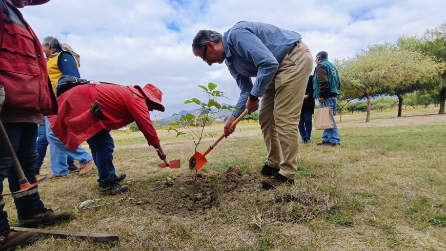 Alcaldía de Tarija  promueve la arborización en diferentes zonas de la ciudad