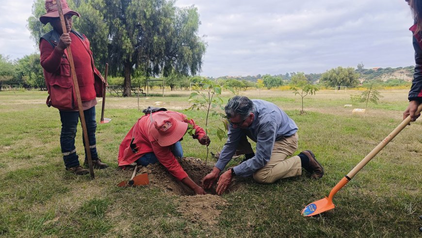 Alcaldía de Tarija  promueve la arborización en diferentes zonas de la ciudad