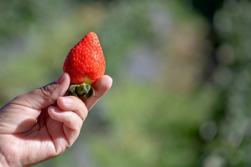 Familias del campo se apoyan en la producción de frutilla para subsistir  ante la crisis económica