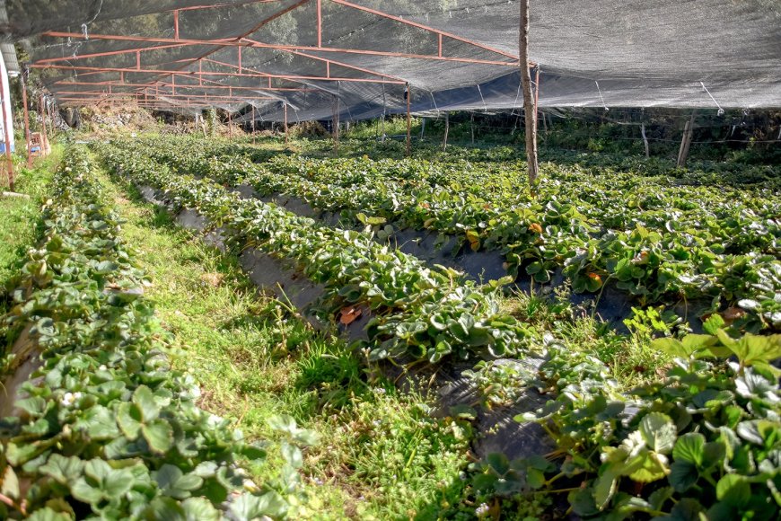 Familias del campo se apoyan en la producción de frutilla para subsistir  ante la crisis económica