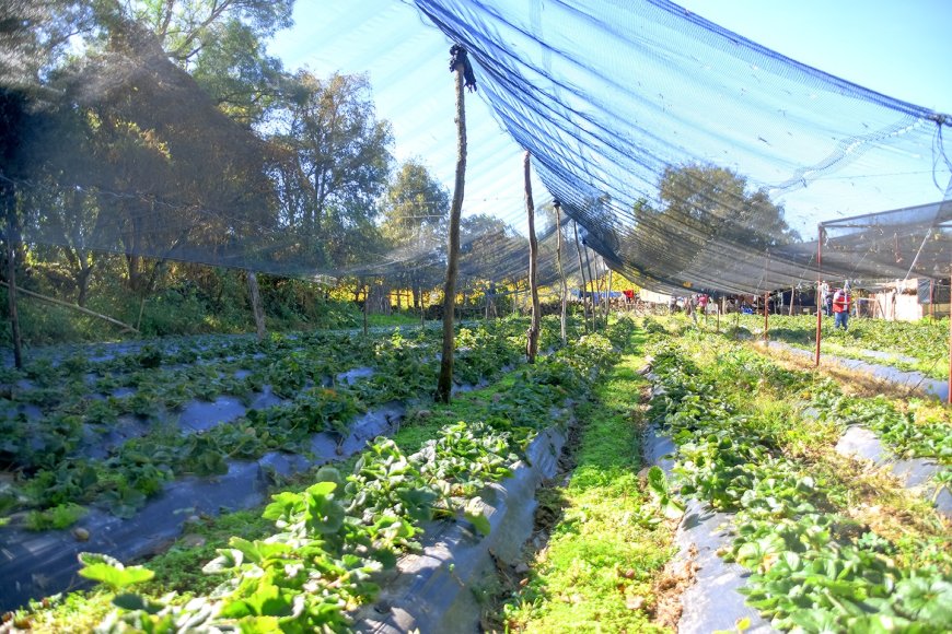 Familias del campo se apoyan en la producción de frutilla para subsistir  ante la crisis económica