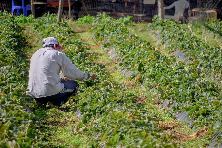 Familias del campo se apoyan en la producción de frutilla para subsistir  ante la crisis económica