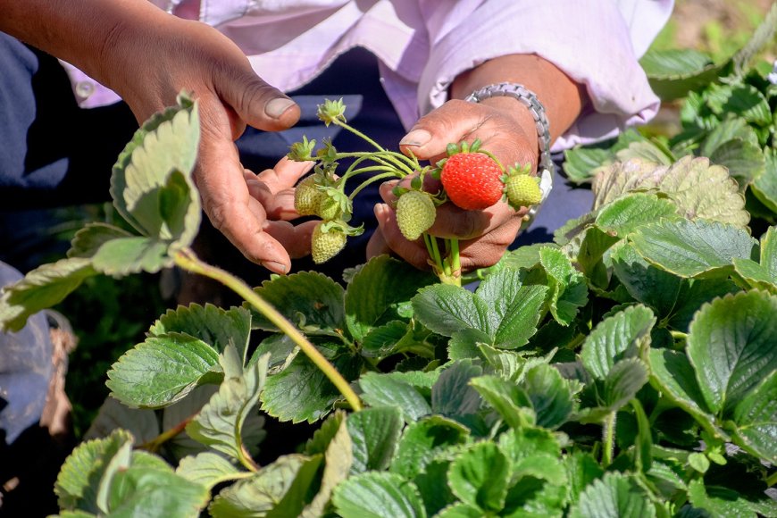 Familias del campo se apoyan en la producción de frutilla para subsistir  ante la crisis económica