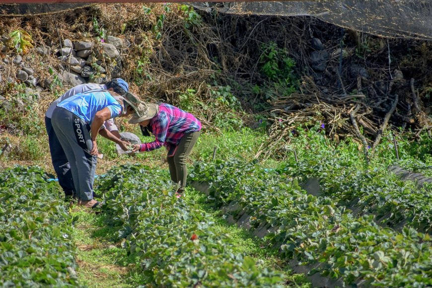 Familias del campo se apoyan en la producción de frutilla para subsistir  ante la crisis económica