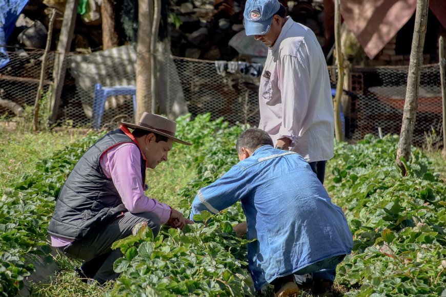 Familias del campo se apoyan en la producción de frutilla para subsistir  ante la crisis económica