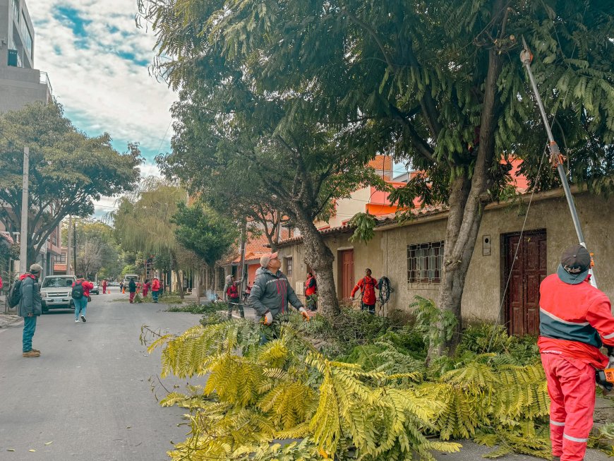 Alcaldía inicia “Campaña de Poda” y mantenimiento de ornato público