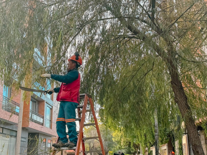 Alcaldía inicia “Campaña de Poda” y mantenimiento de ornato público