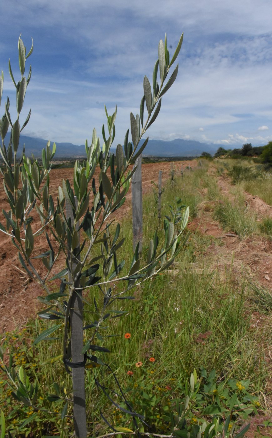 Alcaldía de Tarija entregará 10 mil plantines de olivo en beneficio de las familias del área rural