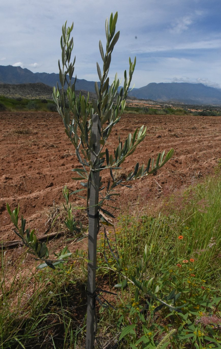 Alcaldía de Tarija entregará 10 mil plantines de olivo en beneficio de las familias del área rural