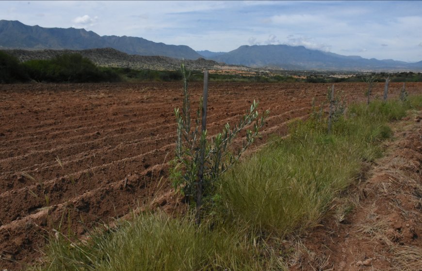 Alcaldía de Tarija entregará 10 mil plantines de olivo en beneficio de las familias del área rural