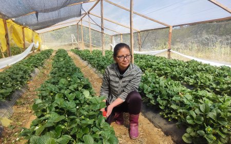 Alcalde de Tarija afirma que producción de frutilla en Cercado generó un movimiento económico de Bs. 46 MM