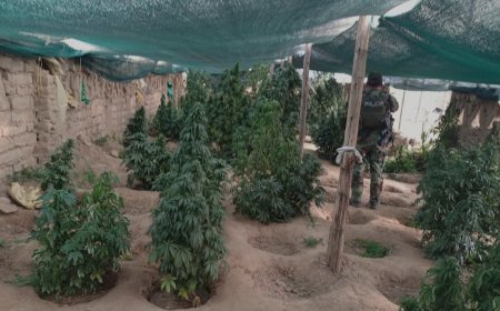 Gobierno revelan que plantaciones de marihuana cerca de Llallagua usaban riego financiado en el gobierno de Evo Morales