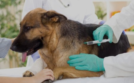 Confirman 22 casos de rabia canina en Sucre