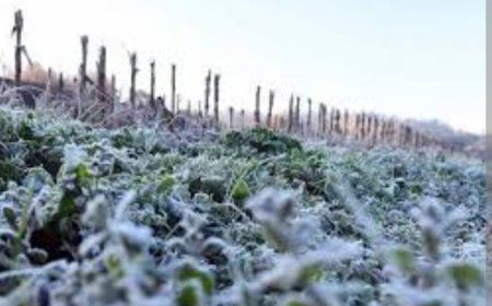 Heladas afectan el 7% de cultivos