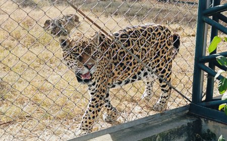 Hasta pronto Lucas: Jaguar muere en el Bioparque luego de 18 años por causas naturales