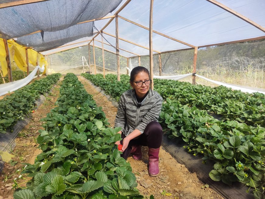 Alcalde de Tarija afirma que producción de frutilla en Cercado generó un movimiento económico de Bs. 46 MM