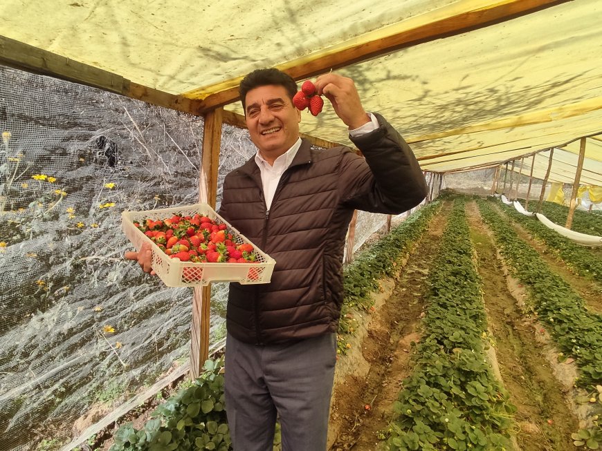 Alcalde de Tarija afirma que producción de frutilla en Cercado generó un movimiento económico de Bs. 46 MM
