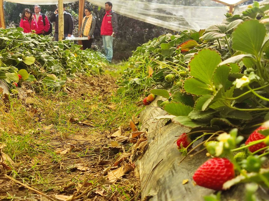 Alcalde de Tarija afirma que producción de frutilla en Cercado generó un movimiento económico de Bs. 46 MM