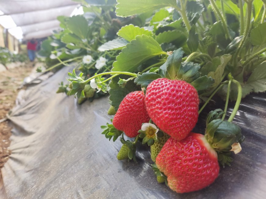 Alcalde de Tarija afirma que producción de frutilla en Cercado generó un movimiento económico de Bs. 46 MM