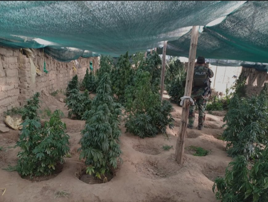 Gobierno revelan que plantaciones de marihuana cerca de Llallagua usaban riego financiado en el gobierno de Evo Morales