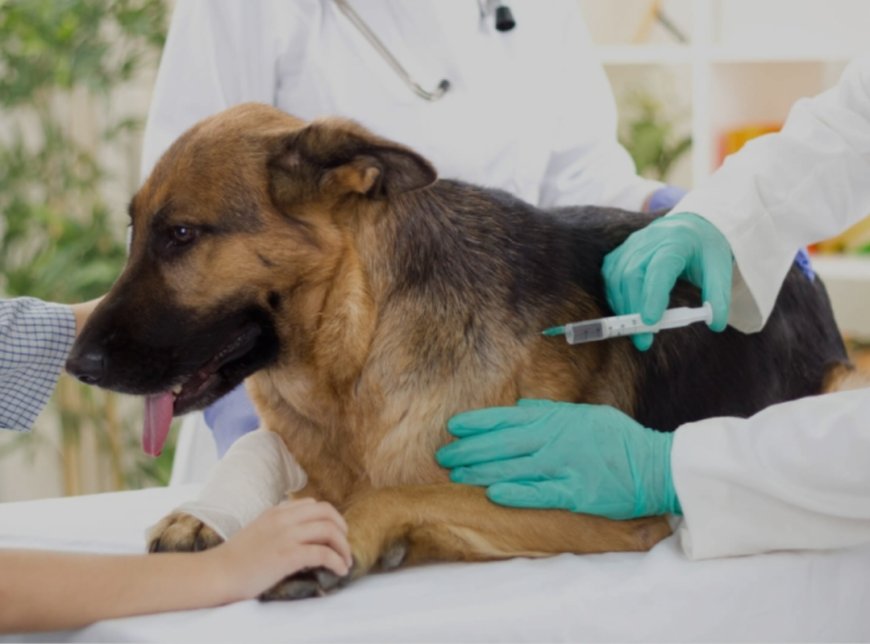 Confirman 22 casos de rabia canina en Sucre