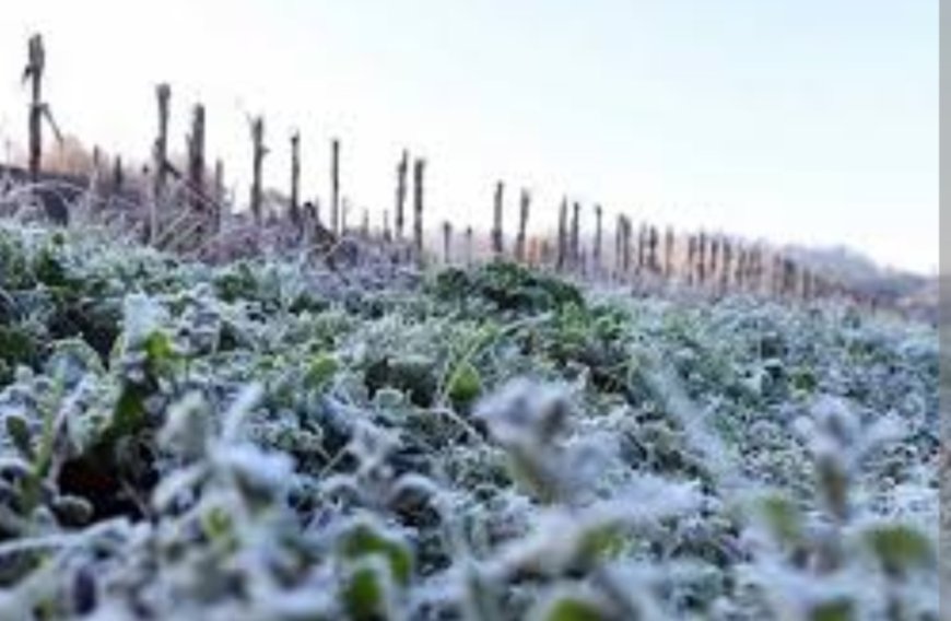 Heladas afectan el 7% de cultivos