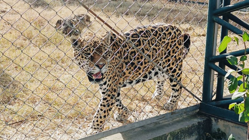 Hasta pronto Lucas: Jaguar muere en el Bioparque luego de 18 años por causas naturales