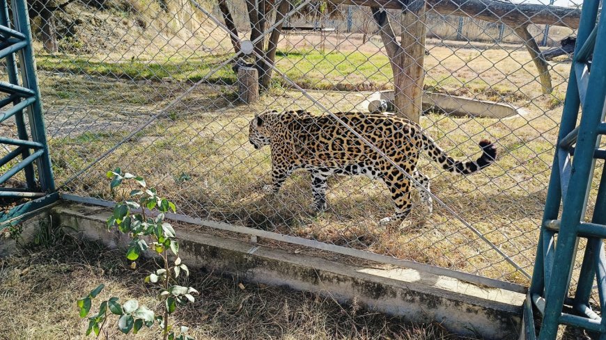 Hasta pronto Lucas: Jaguar muere en el Bioparque luego de 18 años por causas naturales