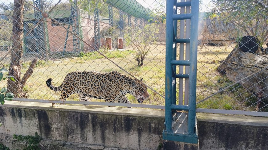 Hasta pronto Lucas: Jaguar muere en el Bioparque luego de 18 años por causas naturales