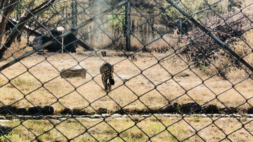 Hasta pronto Lucas: Jaguar muere en el Bioparque luego de 18 años por causas naturales