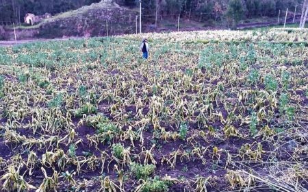 Heladas afectan el 8% de cultivos