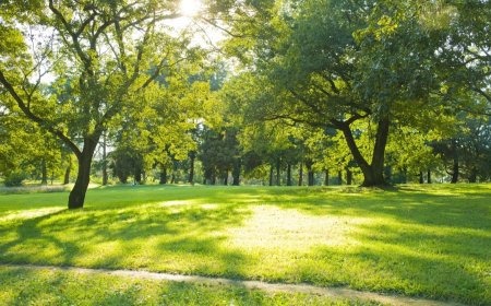 Vivir cerca de espacios verdes baja el riesgo de autismo y TDAH en niños