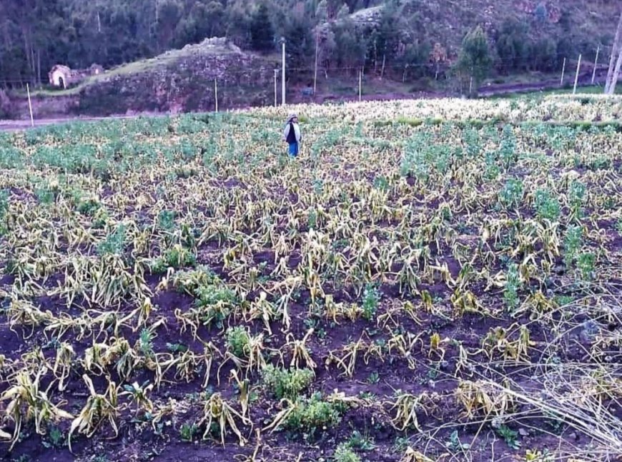 Heladas afectan el 8% de cultivos