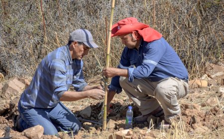 Alcaldía de Tarija pone en marcha plantación de 10 mil plantines de olivo en parcelas del área rural