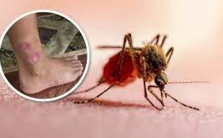 Sedes reporta 203 casos de leishmaniasis en el departamento de Pando