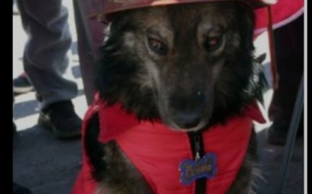 Petardo, el perro símbolo de las movilizaciones en Potosí y que se gano muchos corazones.