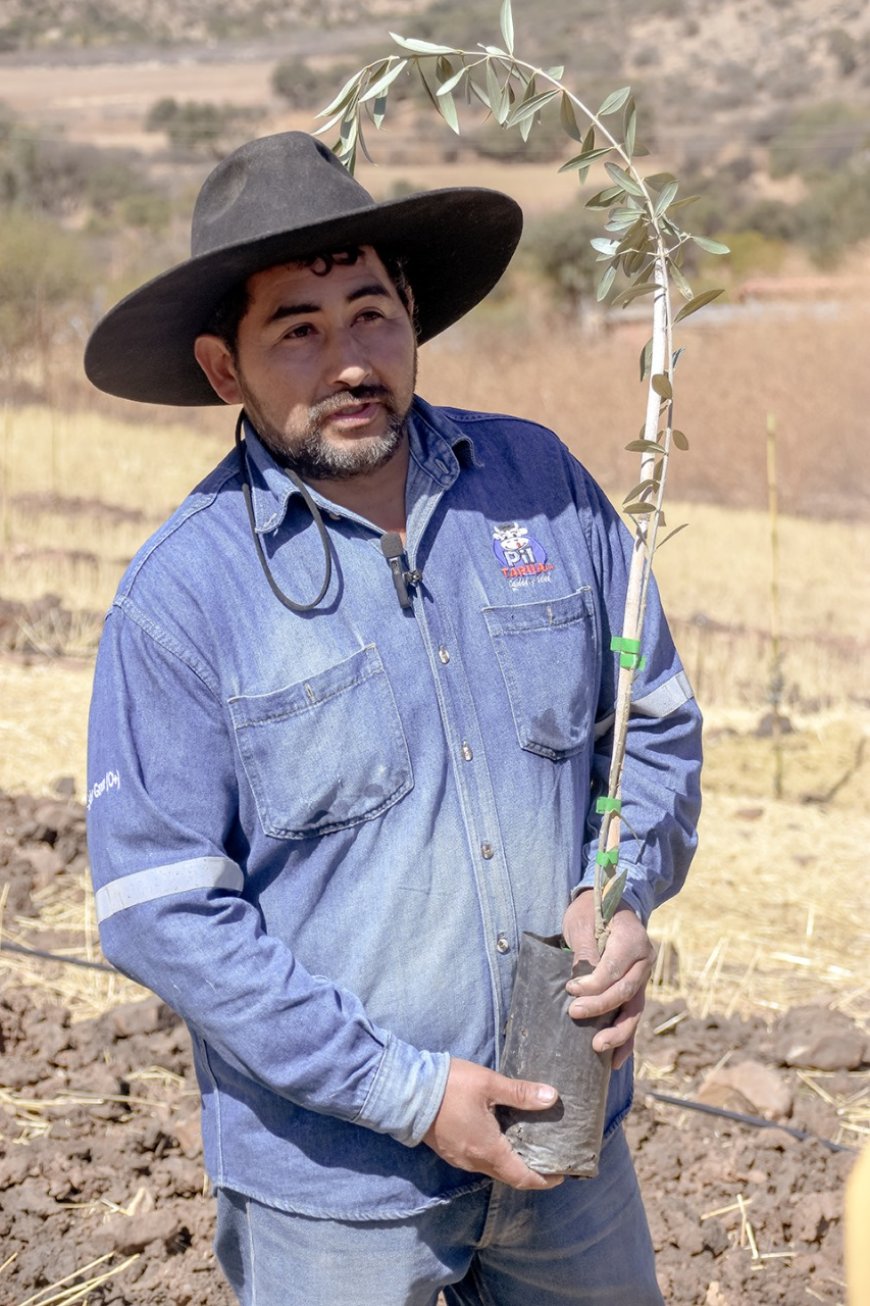 Alcaldía de Tarija pone en marcha plantación de 10 mil plantines de olivo en parcelas del área rural